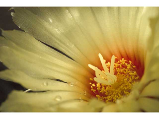 Cactus Flower by Michael Horton