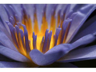 Water Lily by Michael Horton