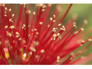 Ohia Bloom by Michael Horton