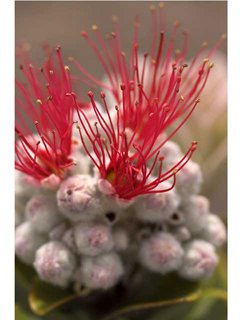 Ohia Bloom by Michael Horton