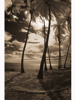 Graceful Palms by Joan  Cooke