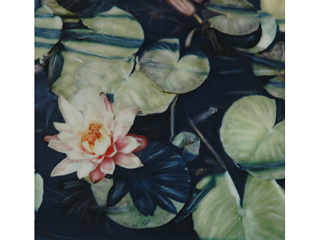 Tewa's Pink Lotus by Marcia Duff