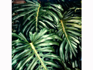 Monstera #1 by Marcia Duff