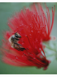 Ohia with Bee by Michael Horton