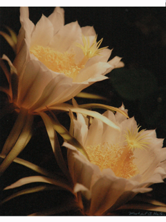 Night Blooming Cerus by Michael Horton