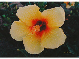 Yellow Hibiscus by Lawrence Muttick