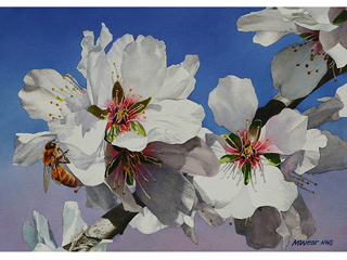Almond Blossoms by Marilyn Wear