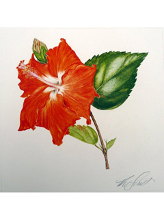 Orange Hibiscus by Kaye Hurtt