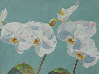 Phaelanopsis Orchids by Fabienne Blanc