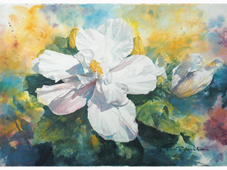 White Hibiscus by Tom Tomita