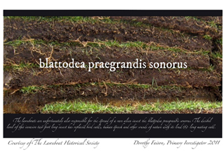 Blattodea Praegrandis Sonorus by Dorothy Faison