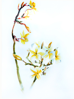 Yellow Plumeria by John Wisnosky (1940-2006)