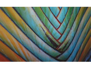 Rainbow Palm by Joan Dubanoski