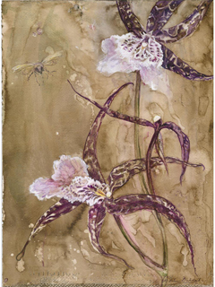 Spider Orchid Study I by Liedeke Bulder