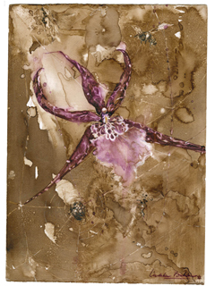 Spider Orchid Study II by Liedeke Bulder
