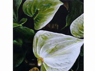 Spathiphyllum in Greens by Sandra Blazel