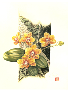 Yellow Phalaenopsis by Kaye Hurtt