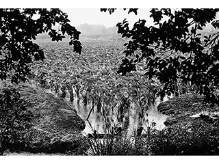 Taro in the Rain - Waipi'o Valley B.I. 1978 by Franco Salmoiraghi