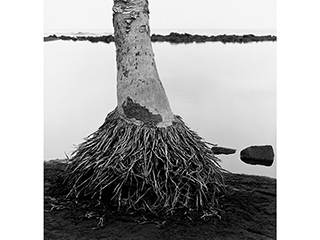 Coconut Tree Roots & Ocean - Kalapana B.I. 1983 by Franco Salmoiraghi