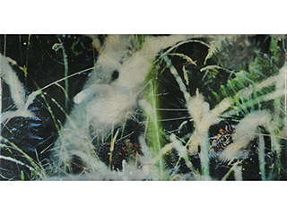 Wao Akua (Understory 1) by Sally Lundburg