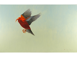 Flying 'I'iwi by Michael Furuya