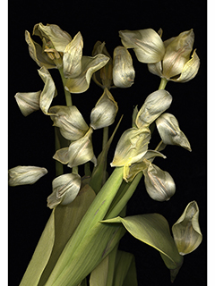 White Tulips by Kate Keller Kobayashi