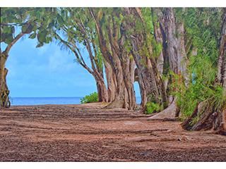 Ironwoods by Perry Sorenson