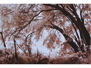 Lace Tree by Joan  Cooke