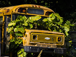 School Bus, Lei'd by Debra Casey