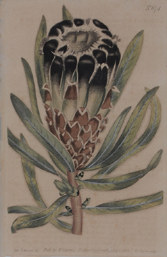 Protea by   Historical Prints