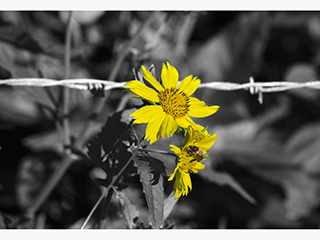 Barbed Wire Daisies by Debra Casey