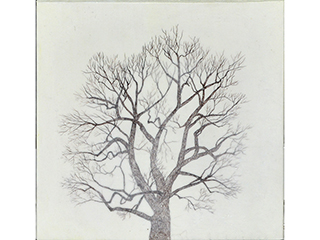 Oak by Hiroko Sakurai
