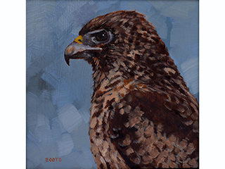 'Io: Hawaiian Hawk 1  by Boots Lupenui