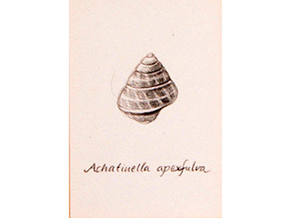 Kahuli: Achatinella apexfulva by Michelle Schwengel-Regala