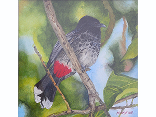 Red Vented Bulbul by Marilyn Wear